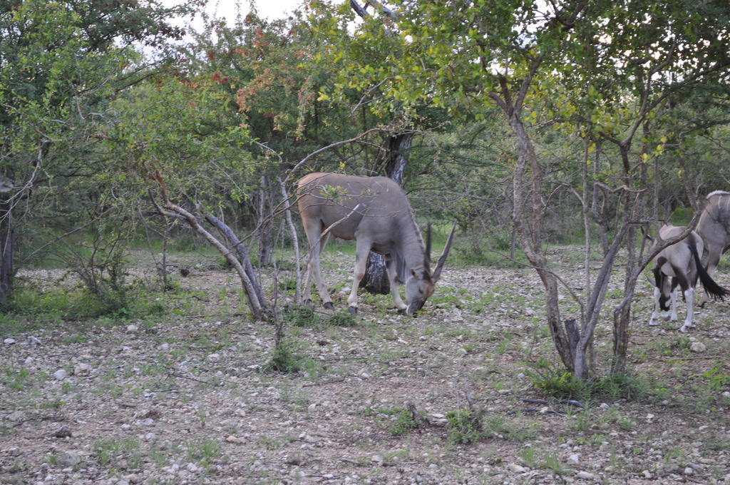 Etotongwe Lodge Outjo Extérieur photo